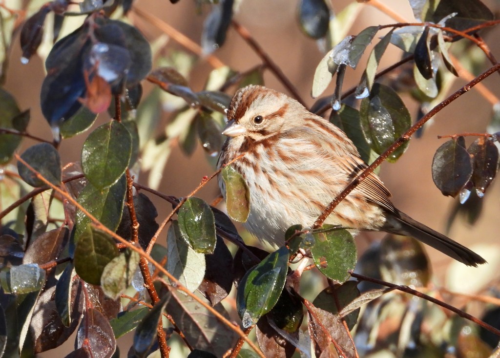 Birds of Winter, Part&nbsp;IV