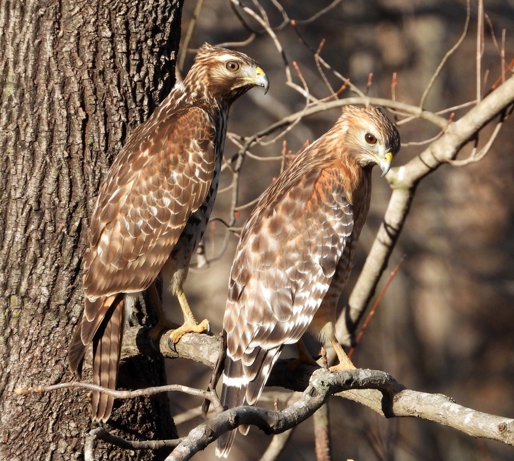 Birds of Winter Part&nbsp;V