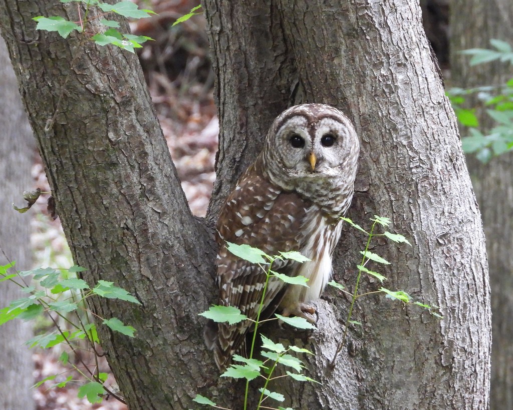 Barred Owl