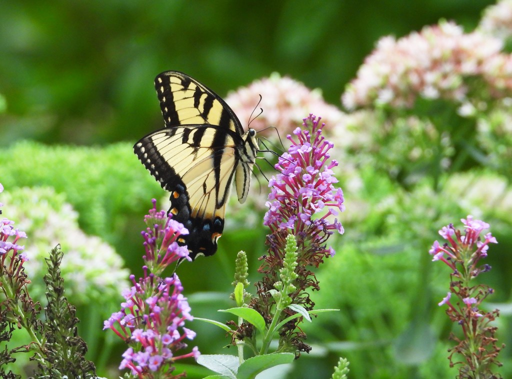 Eastern Tiger Swallowtail