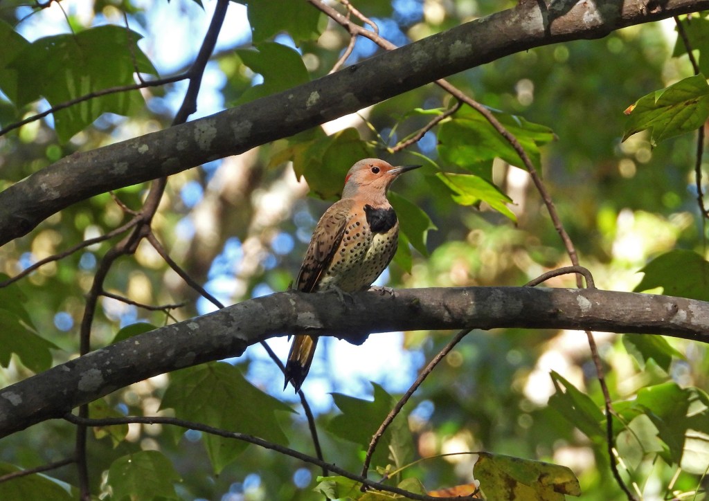 Birds of Early Fall